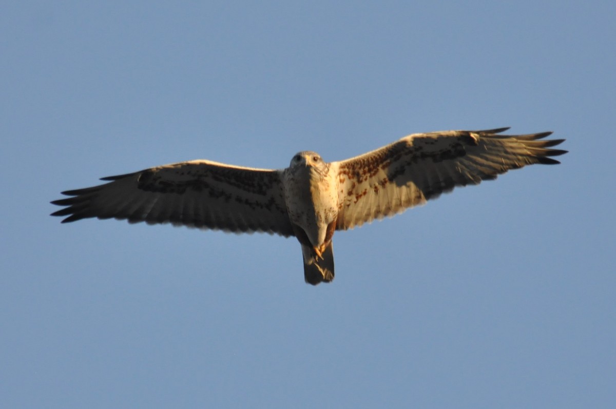 Ferruginous Hawk - ML172707191
