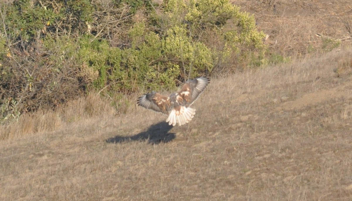 Ferruginous Hawk - ML172707281