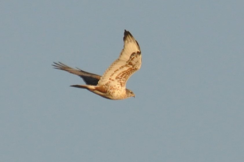 Ferruginous Hawk - ML172707311