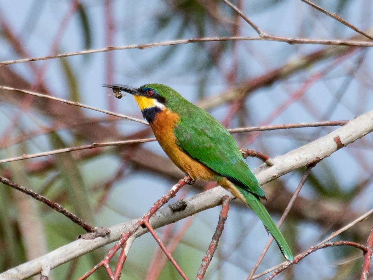 Cinnamon-chested Bee-eater - T I