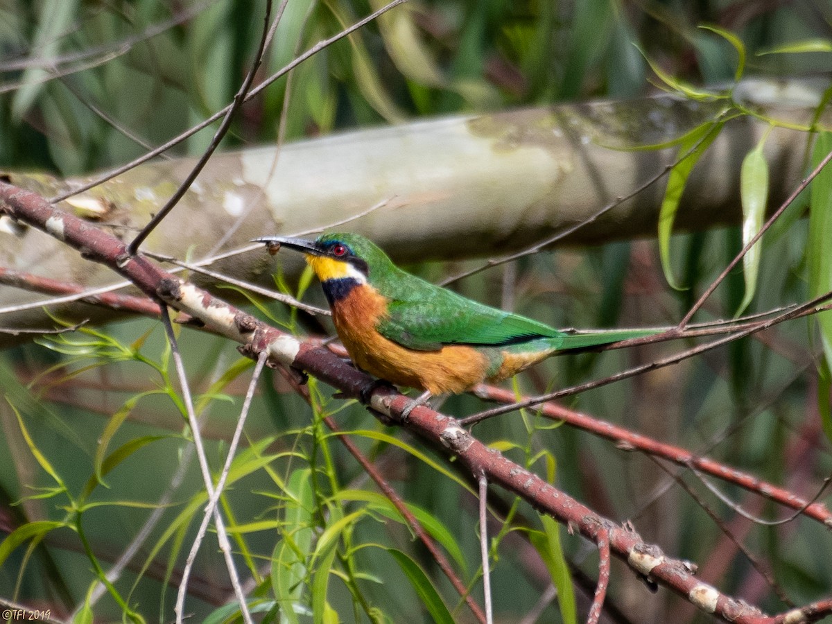 Cinnamon-chested Bee-eater - ML172709121