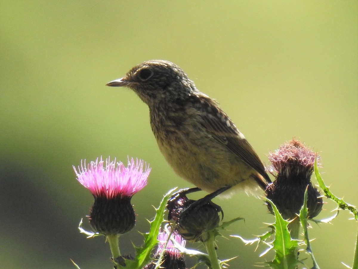 Siberian Stonechat - Stephen Taylor