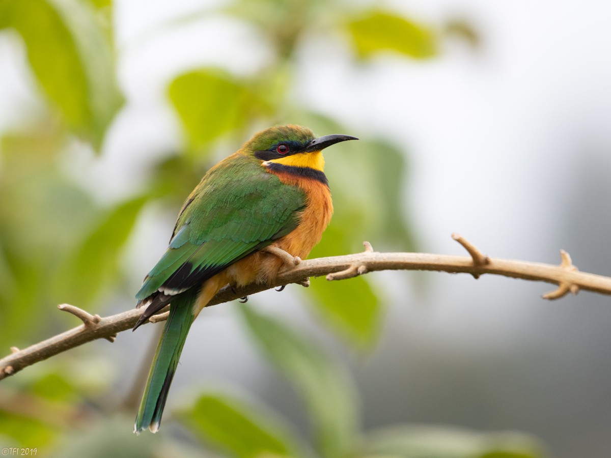 Cinnamon-chested Bee-eater - T I