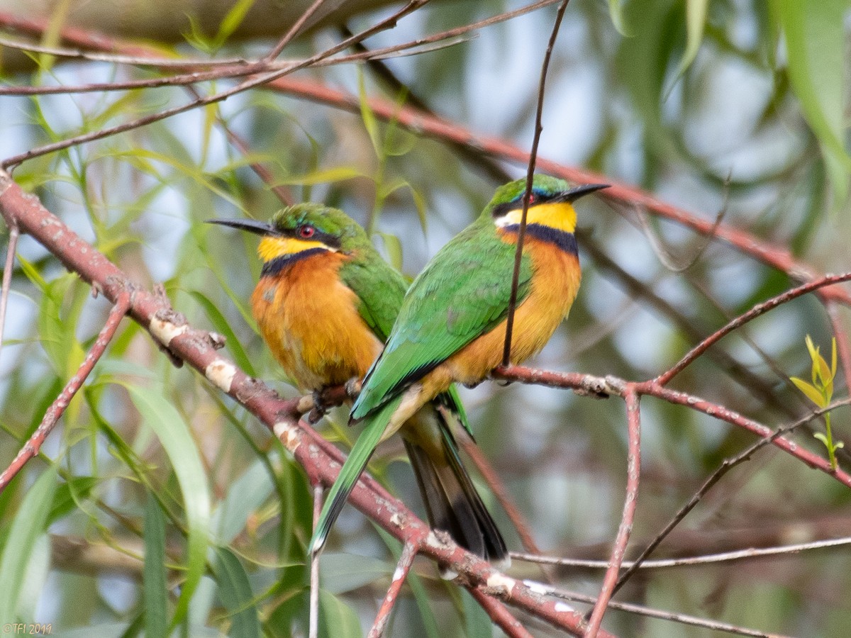 Cinnamon-chested Bee-eater - ML172709481