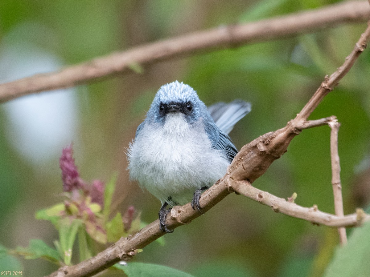 White-tailed Blue Flycatcher - T I