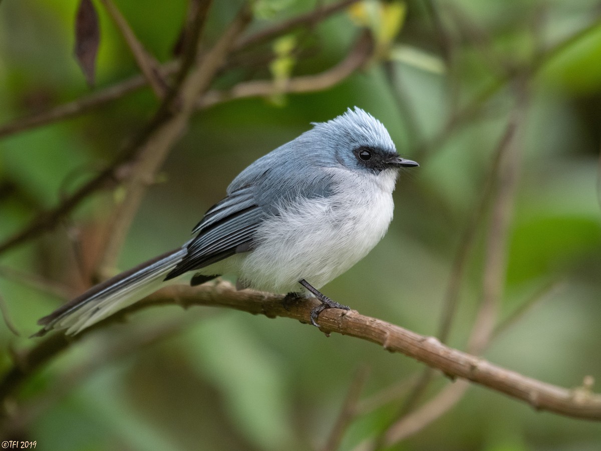 White-tailed Blue Flycatcher - ML172709551