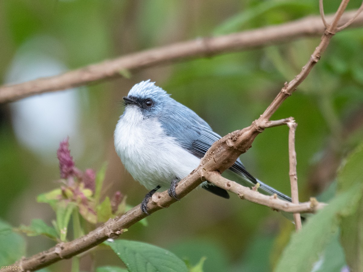 White-tailed Blue Flycatcher - T I