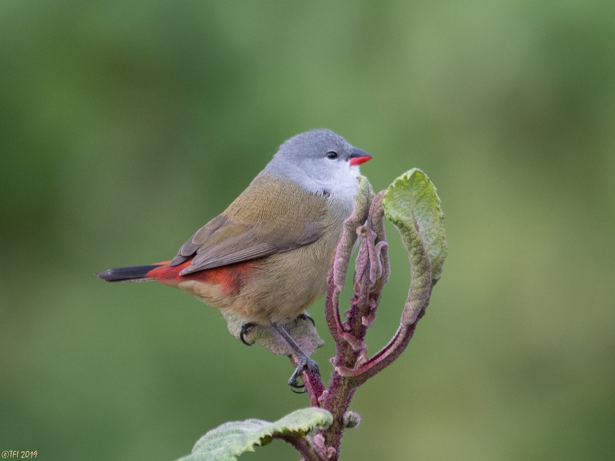 Yellow-bellied Waxbill - ML172710081