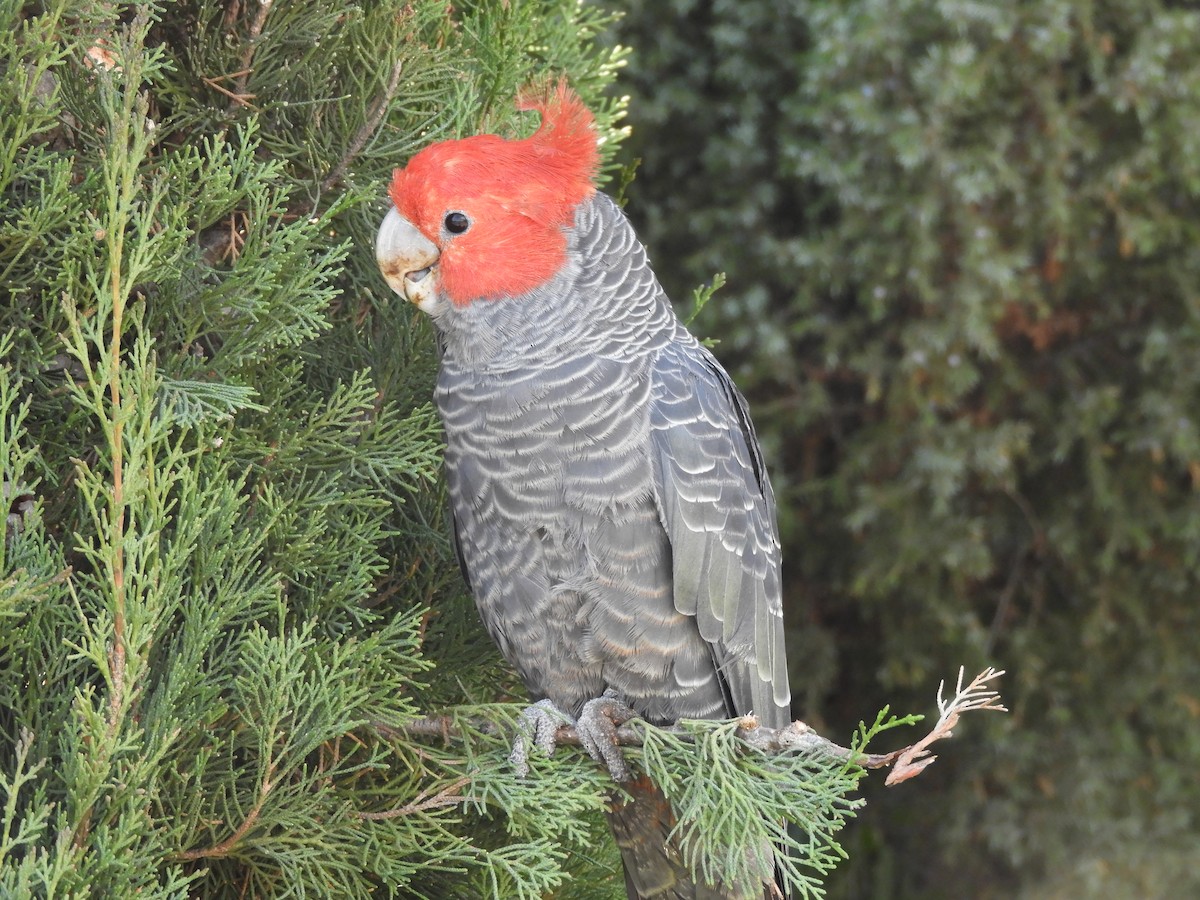 Gang-gang Cockatoo - ML172710221