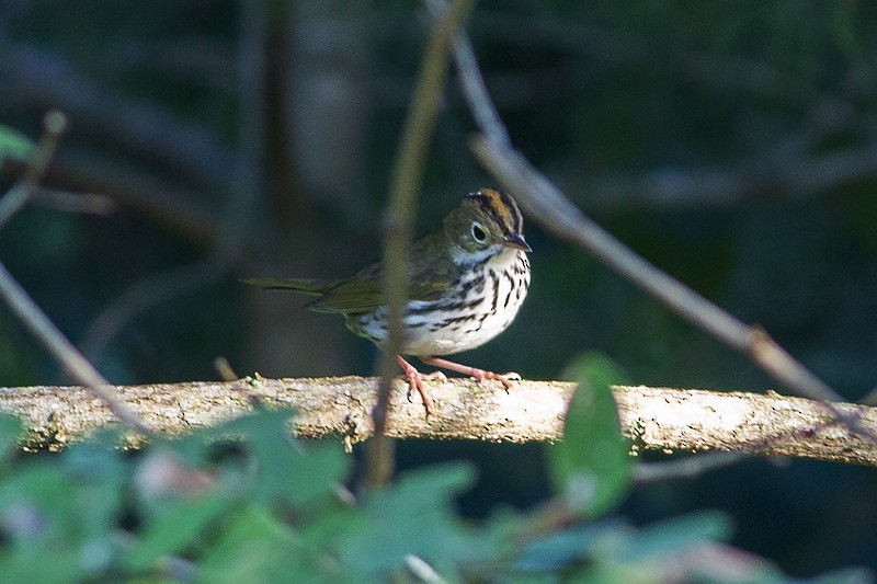 Paruline couronnée - ML172710911