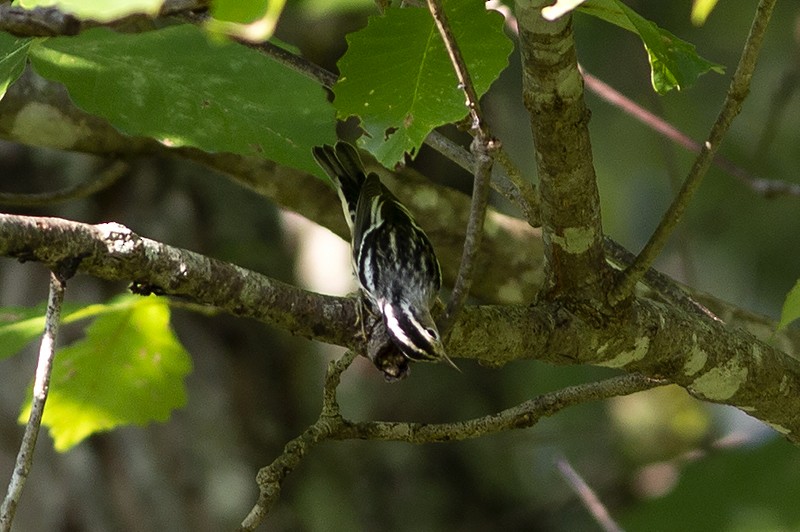 Black-and-white Warbler - ML172710941