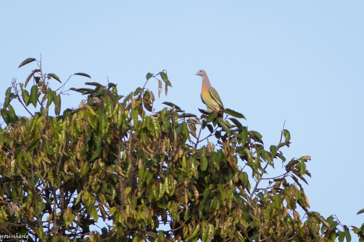 Pink-necked Green-Pigeon - ML172711321