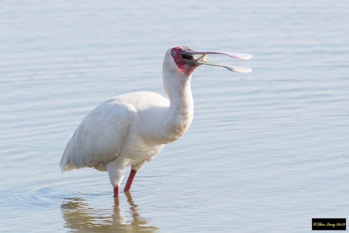 African Spoonbill - ML172711851