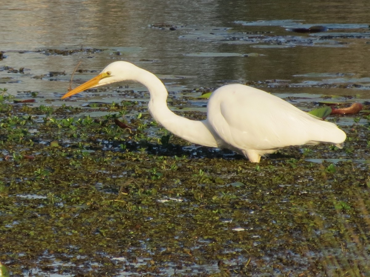 Great Egret - ML172712061