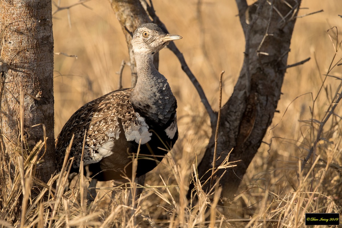 Red-crested Bustard - David Irving