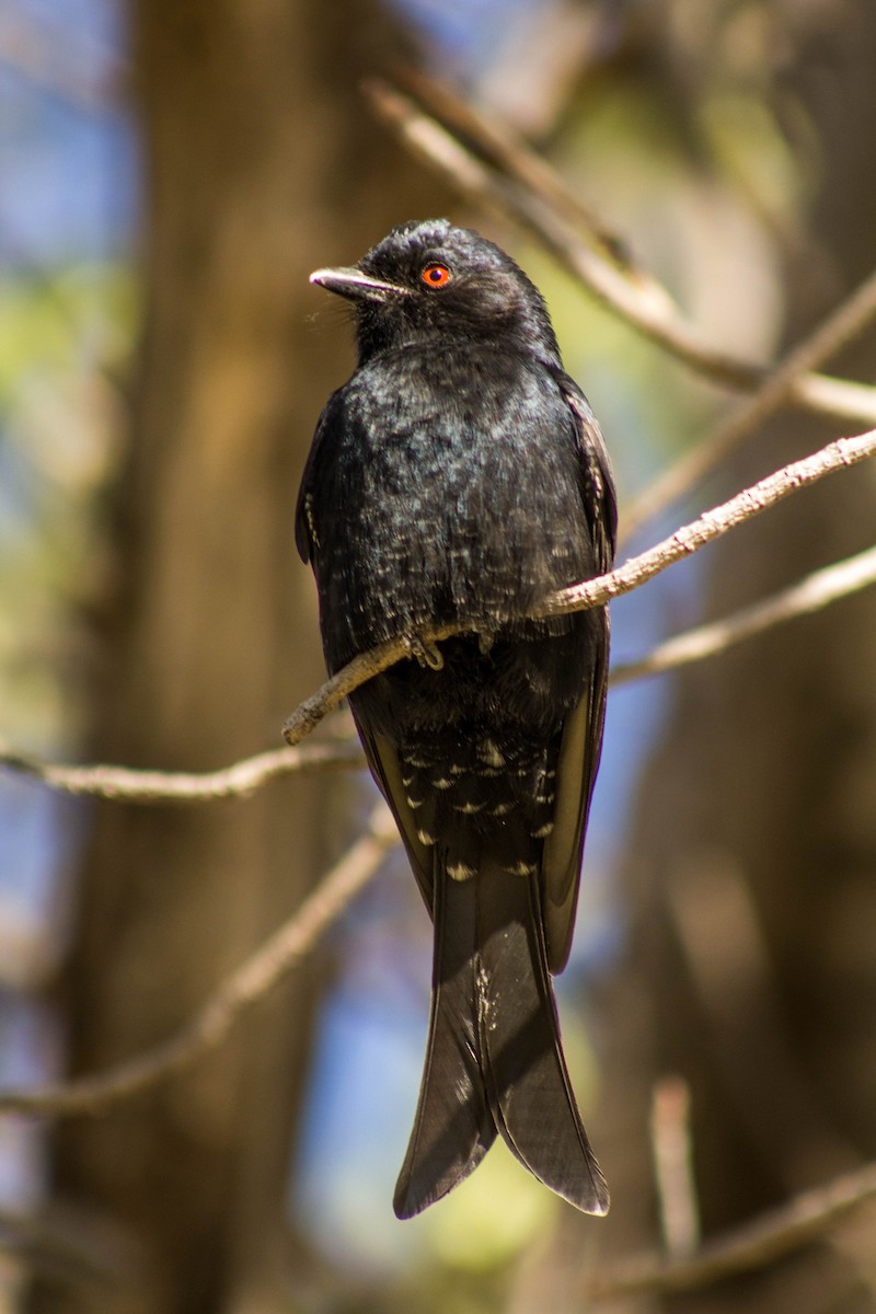 Fork-tailed Drongo - ML172712951