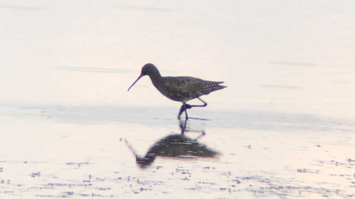 Spotted Redshank - ML172713341