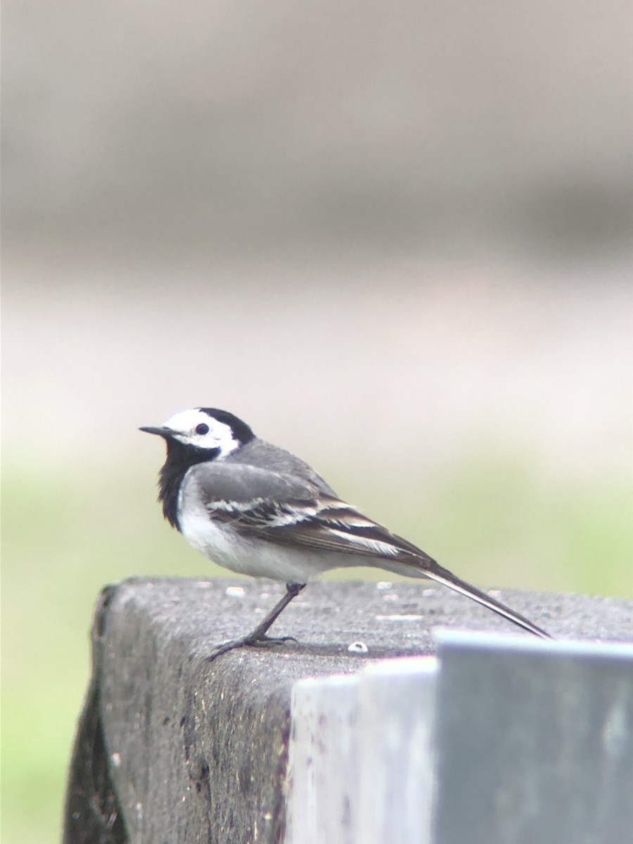 White Wagtail - ML172713411