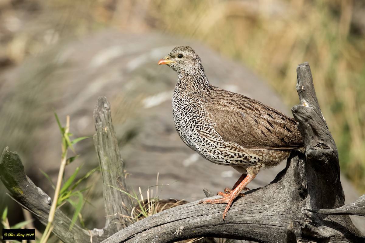 Natal Spurfowl - ML172715111