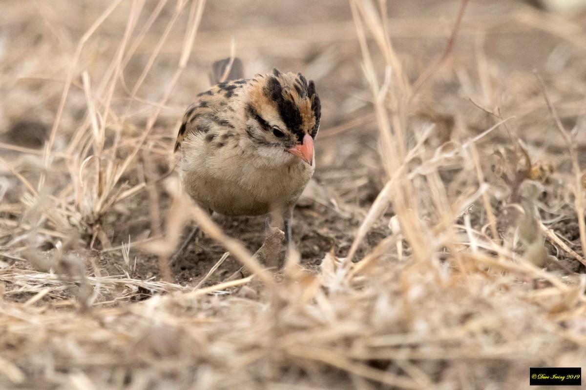 Pin-tailed Whydah - David Irving