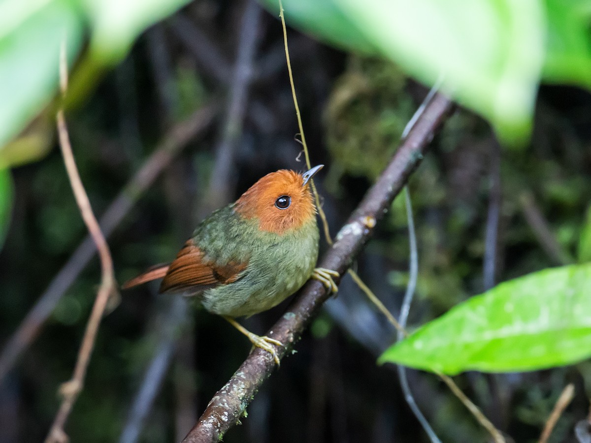 Rufous-headed Pygmy-Tyrant - ML172717151