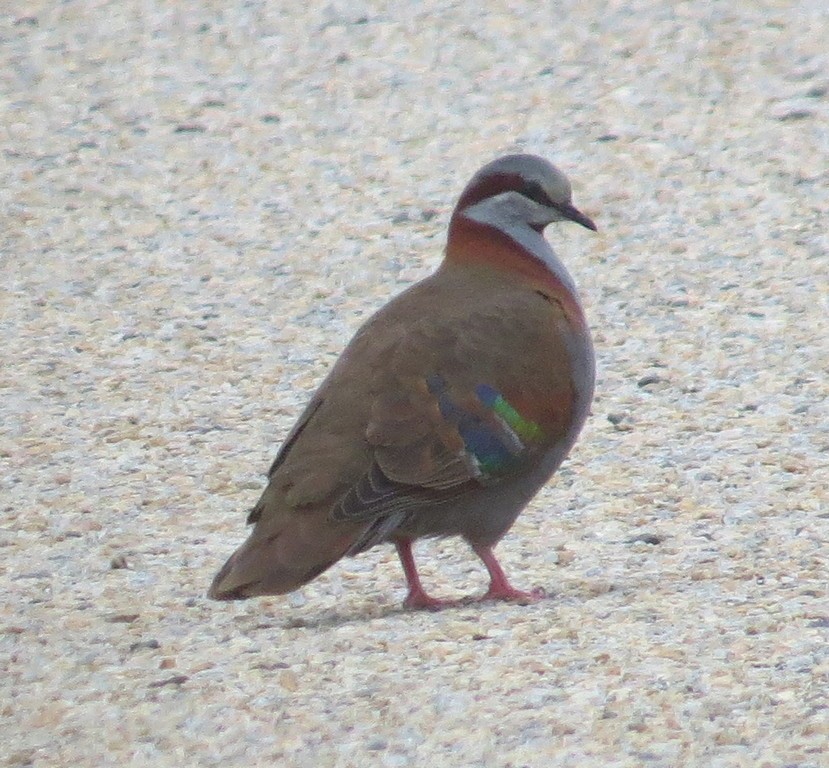 Brush Bronzewing - ML172717181