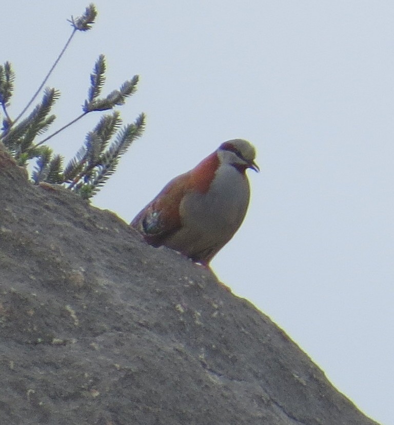 Brush Bronzewing - ML172717231