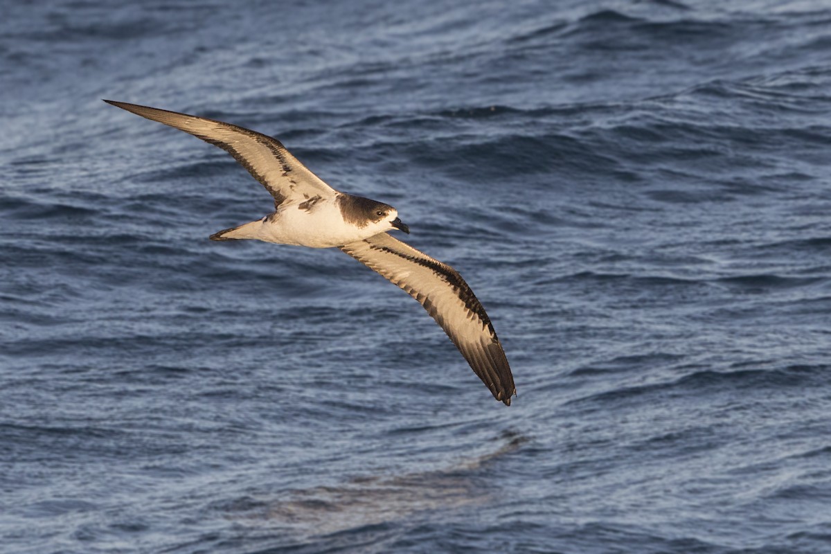 Petrel de Galápagos - ML172720511