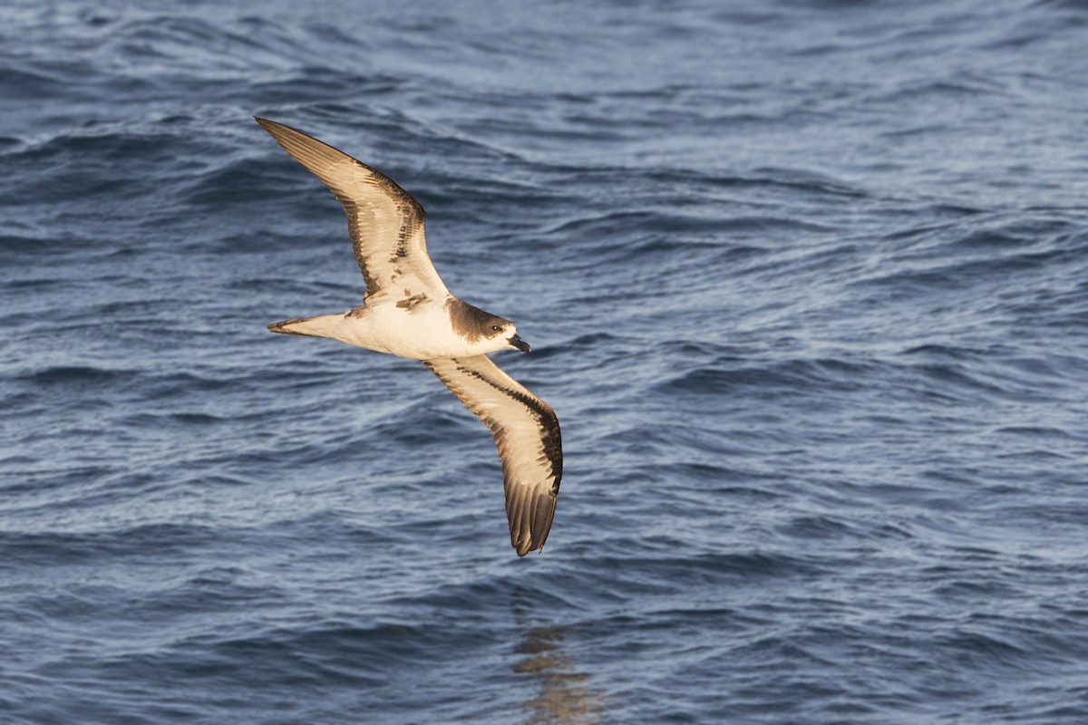 Petrel de Galápagos - ML172720521