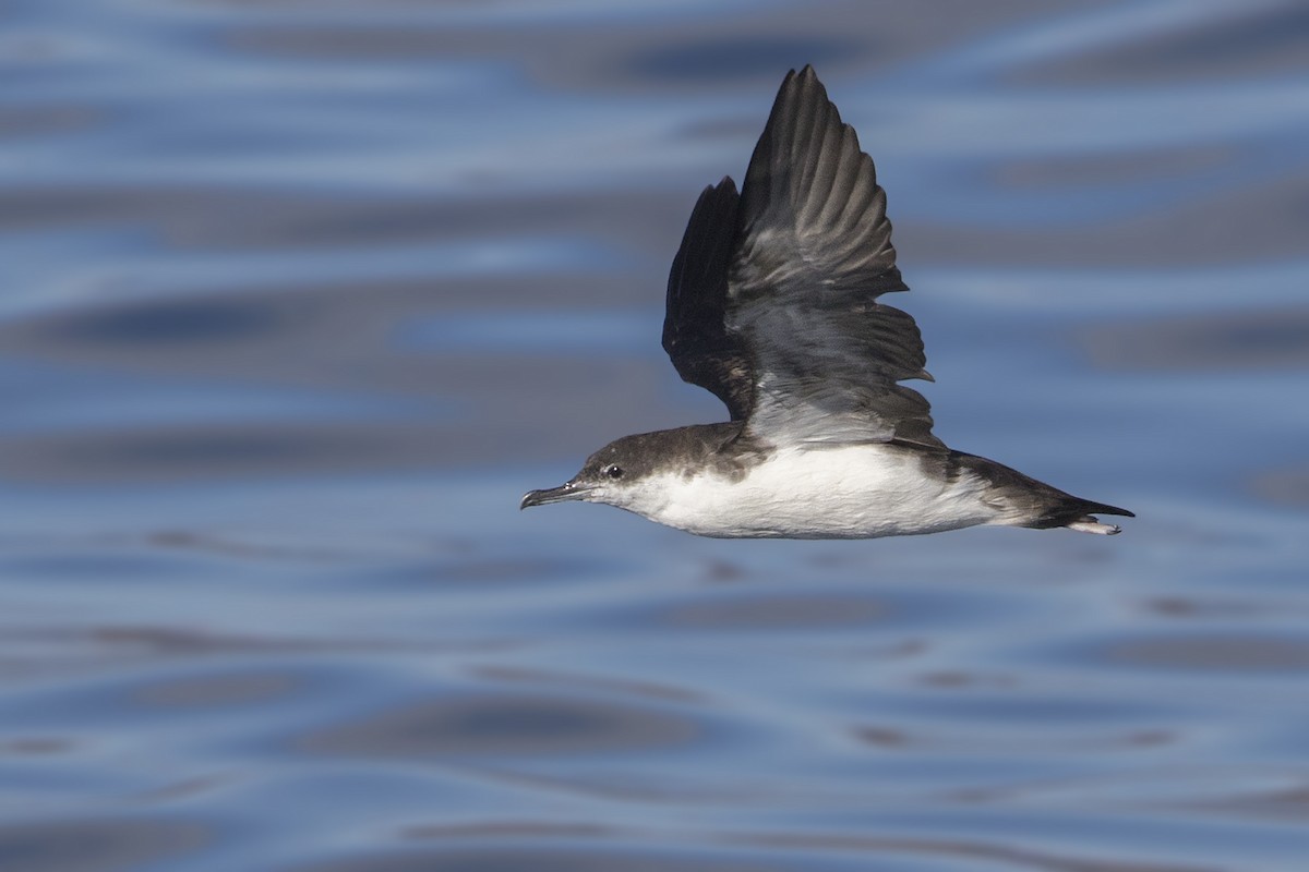 Galapagos Shearwater (Dark-winged) - ML172720541