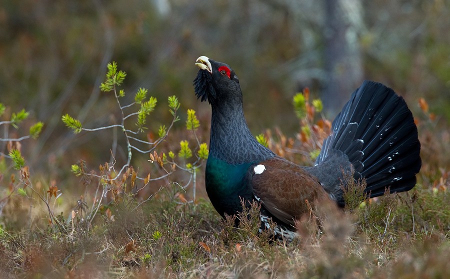 Western Capercaillie - ML172722281