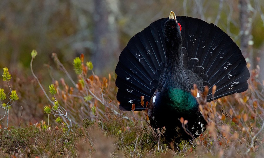 Western Capercaillie - ML172722291