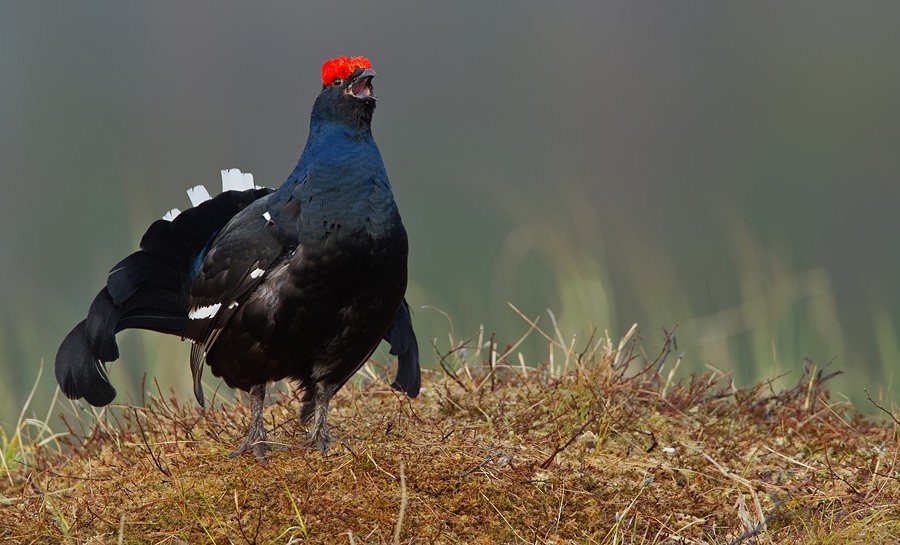 Black Grouse - ML172722351