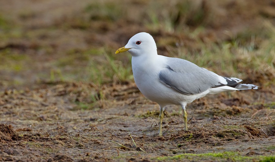 Common Gull - ML172722391