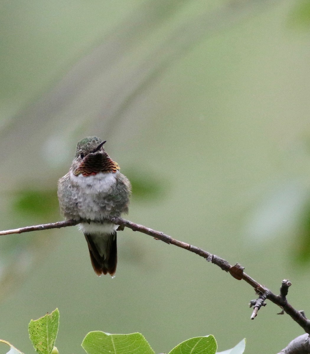 Broad-tailed Hummingbird - Theo Staengl