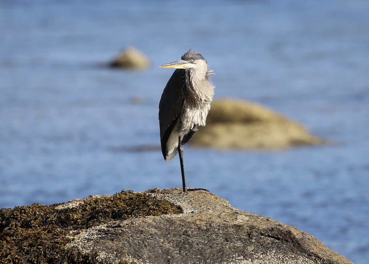 Great Blue Heron (Great Blue) - ML172723981