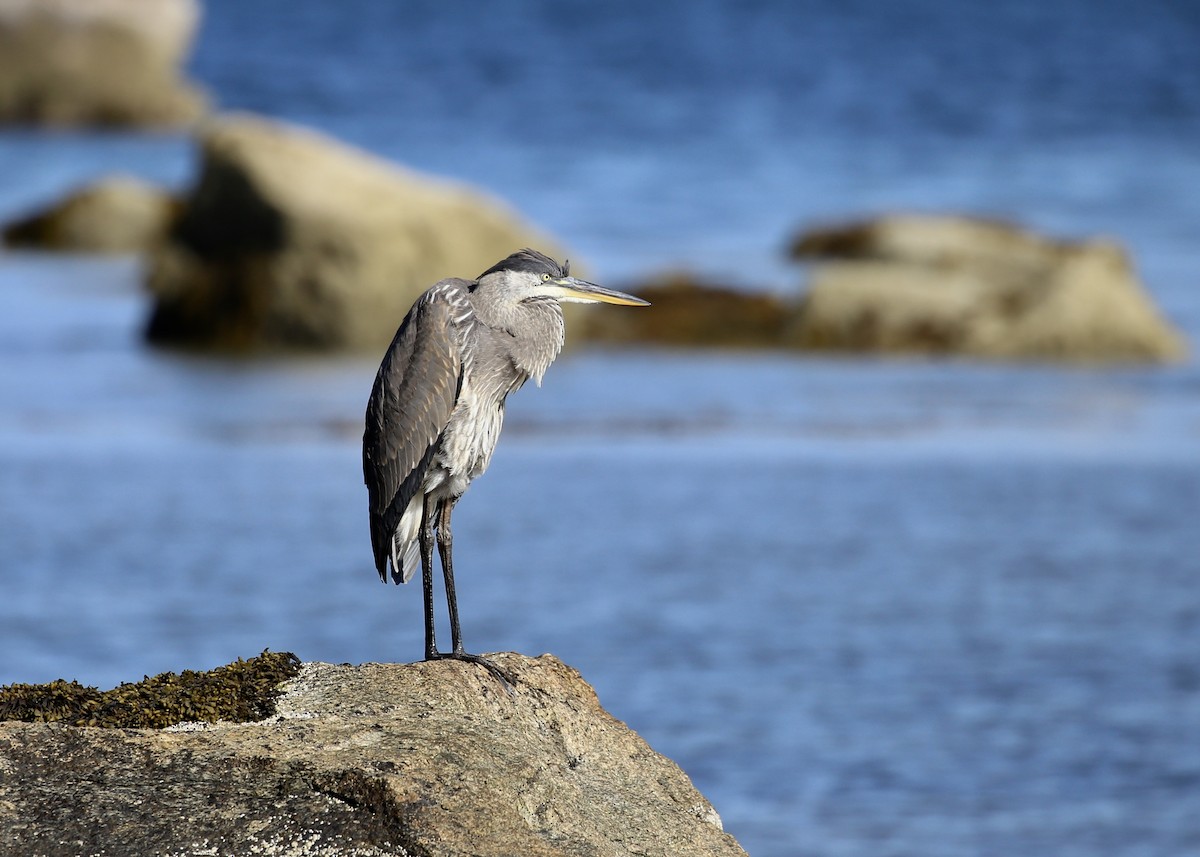 Great Blue Heron (Great Blue) - ML172723991