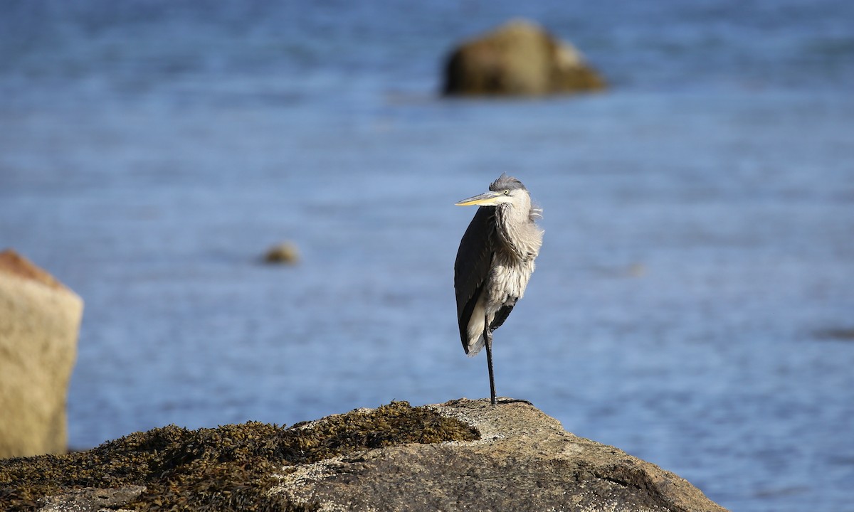 Great Blue Heron (Great Blue) - ML172724001