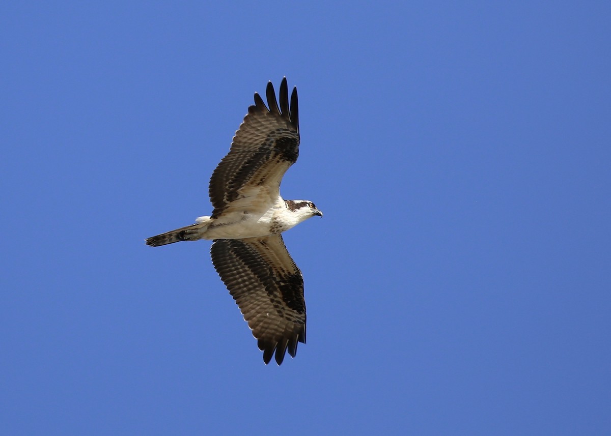 Osprey (carolinensis) - ML172724011