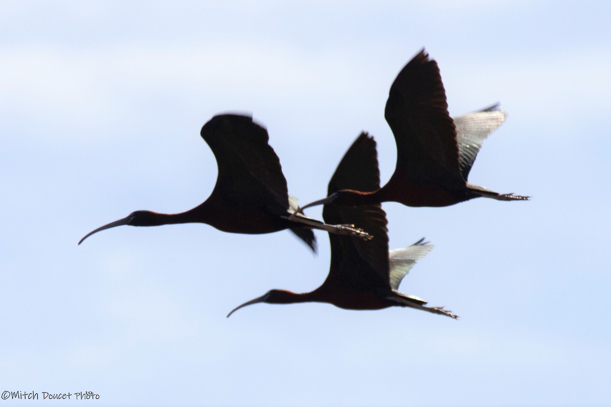 Glossy Ibis - ML172724961