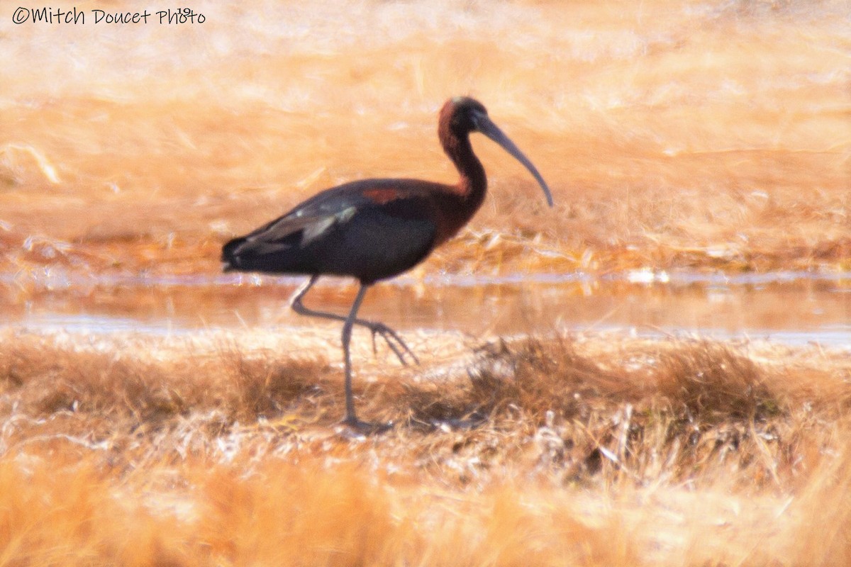 Glossy Ibis - Mitch (Michel) Doucet