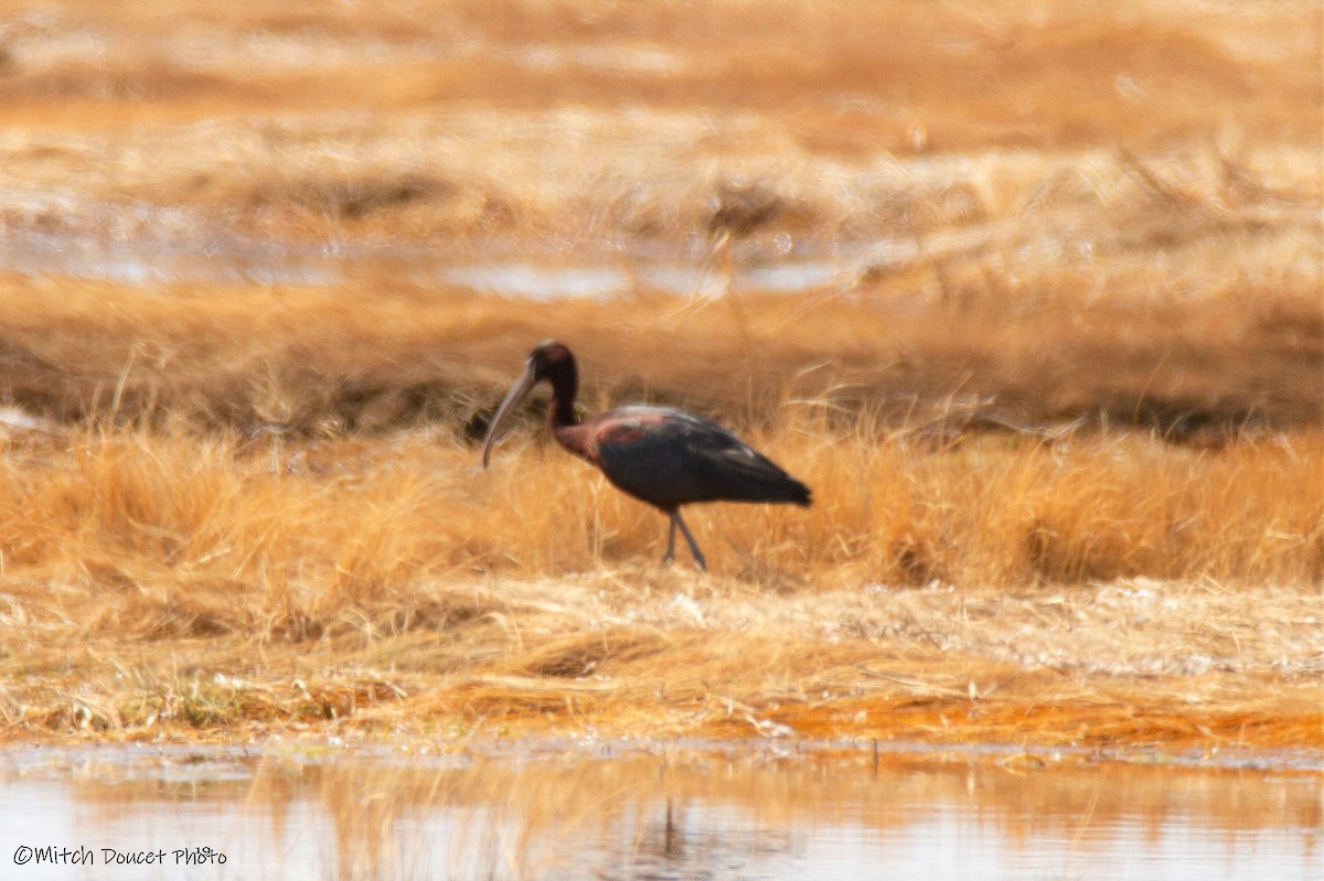 ibis hnědý - ML172725011