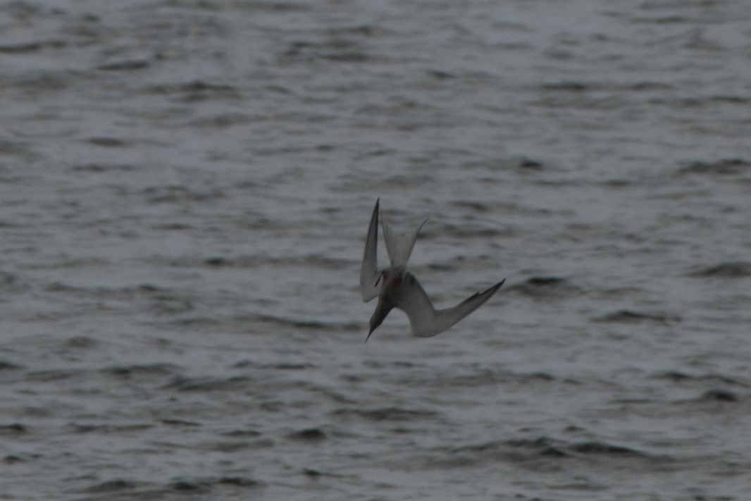 Common Tern - ML172726241