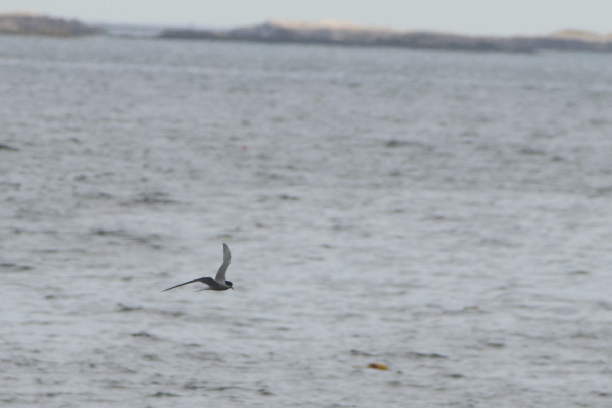 Common Tern - ML172726251