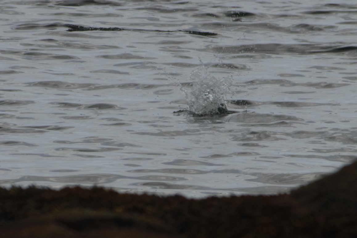 Common Tern - ML172726261