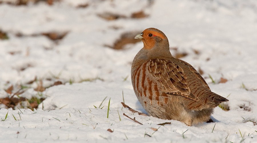 Gray Partridge - ML172728401