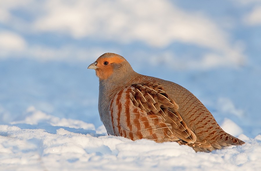 Gray Partridge - ML172728411