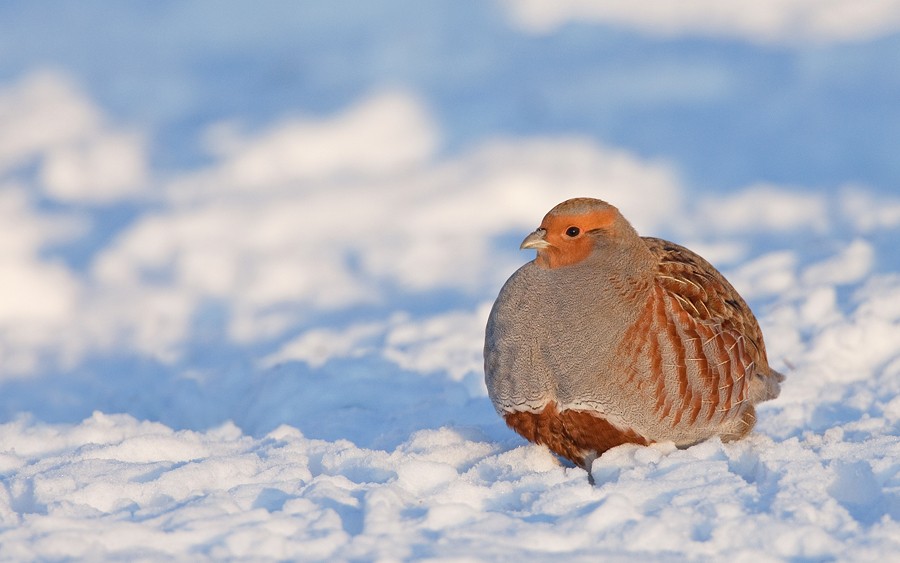 Gray Partridge - ML172728421