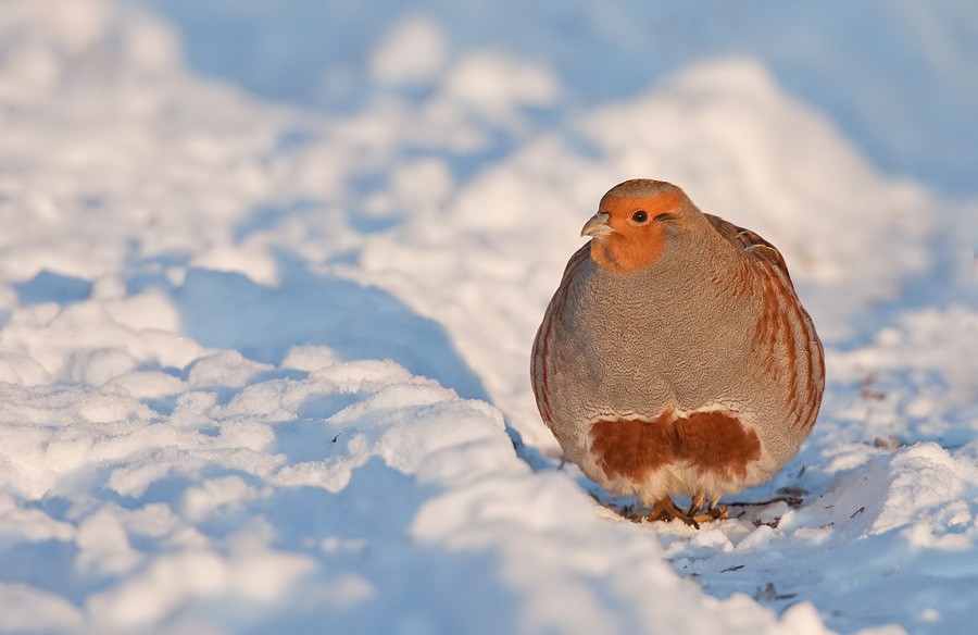 Gray Partridge - ML172728441