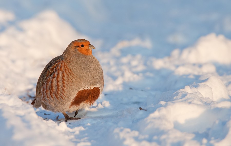 Gray Partridge - ML172728481